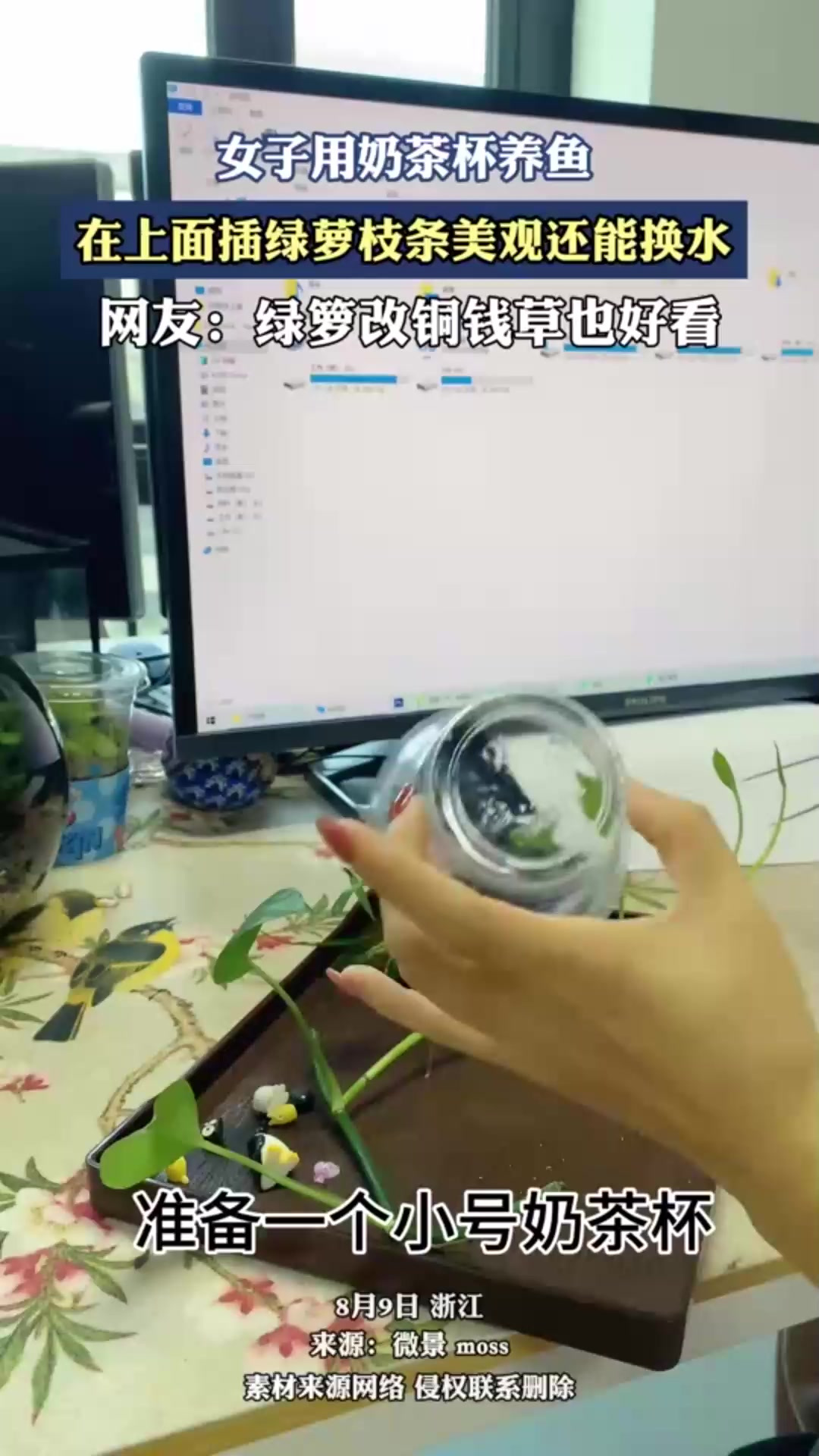 女子用奶茶杯养鱼，在上面插绿萝枝条美观还能换水