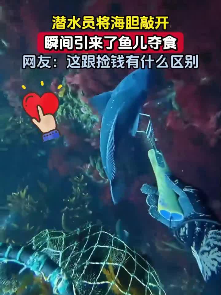 潜水员将海胆敲开,瞬间引来了鱼儿夺食,网友:这跟捡钱有什么区