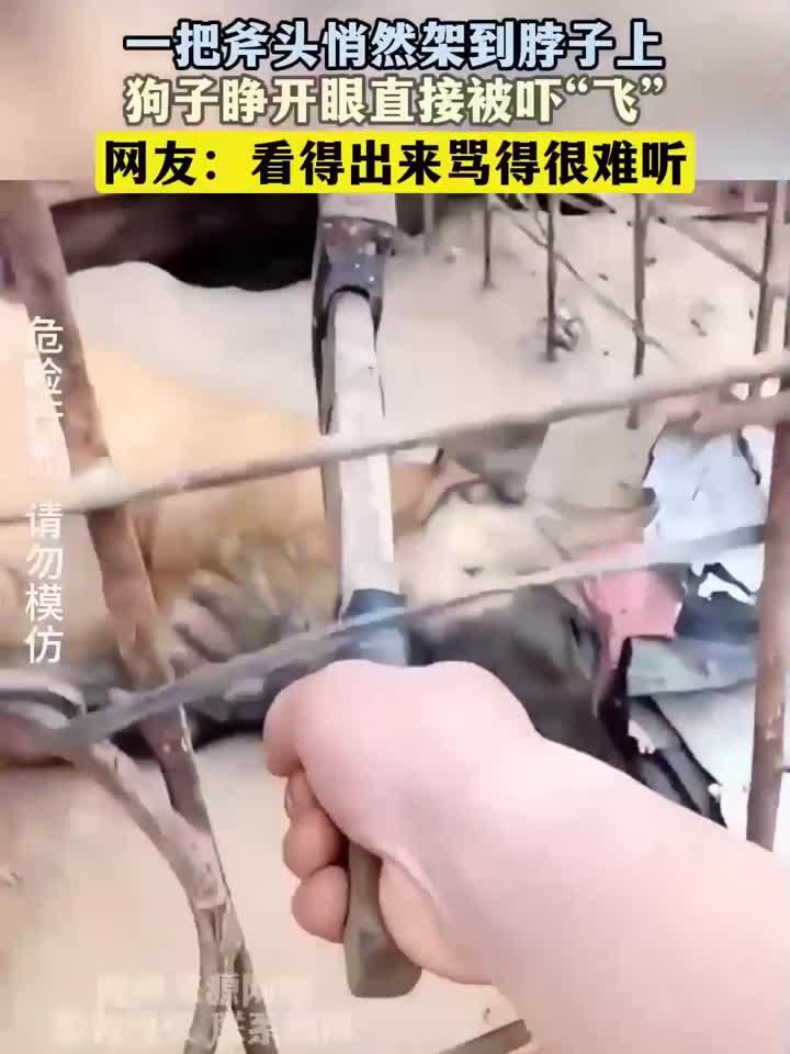 一把斧头悄然架到脖子上,狗子睁开眼直接被吓“飞”