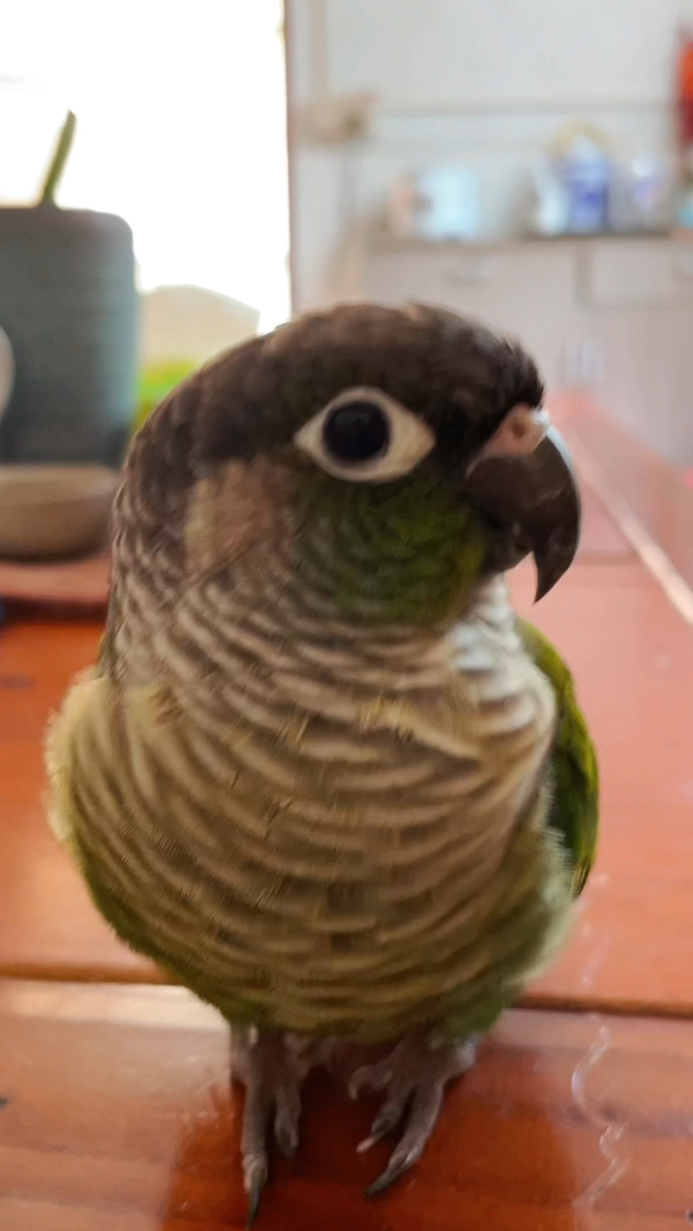 好难得它们两个会安静的呆一会。呆萌鸡也可爱!