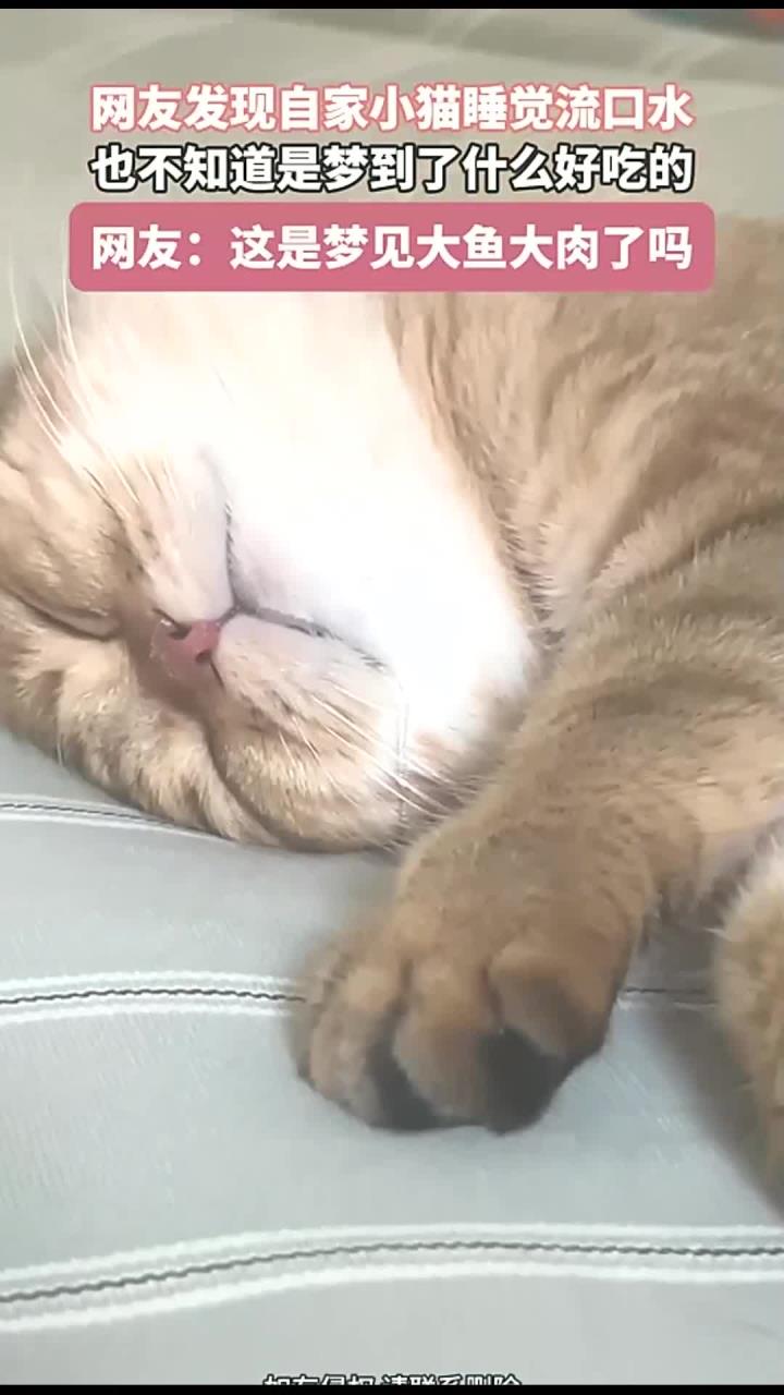 网友发现自家小猫睡觉流口水,也不知道,是梦到了什么好吃的?