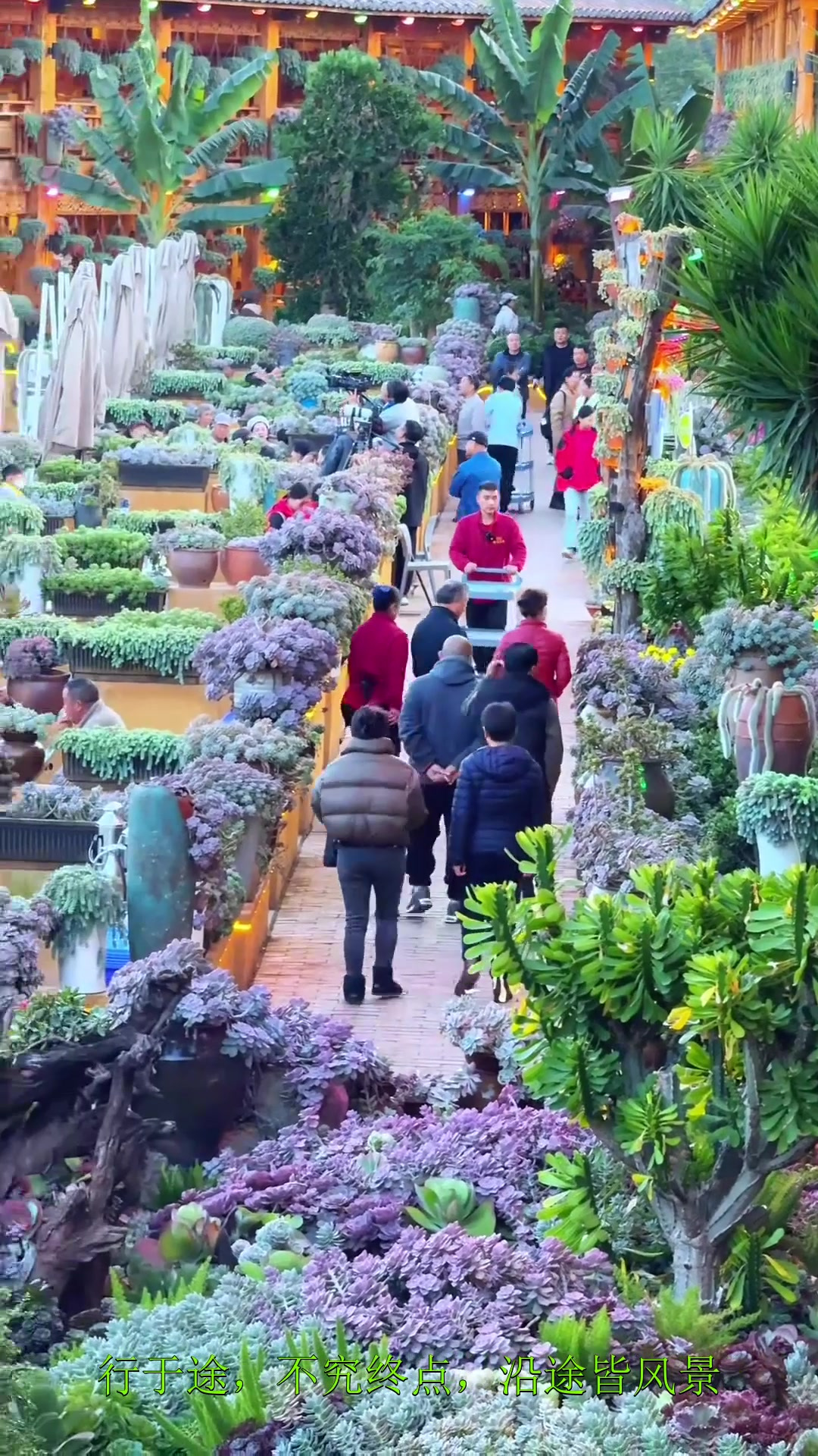 夏日旅行,藏在昆明宜良的张宜花园3号店,一个用多肉植物堆砌成