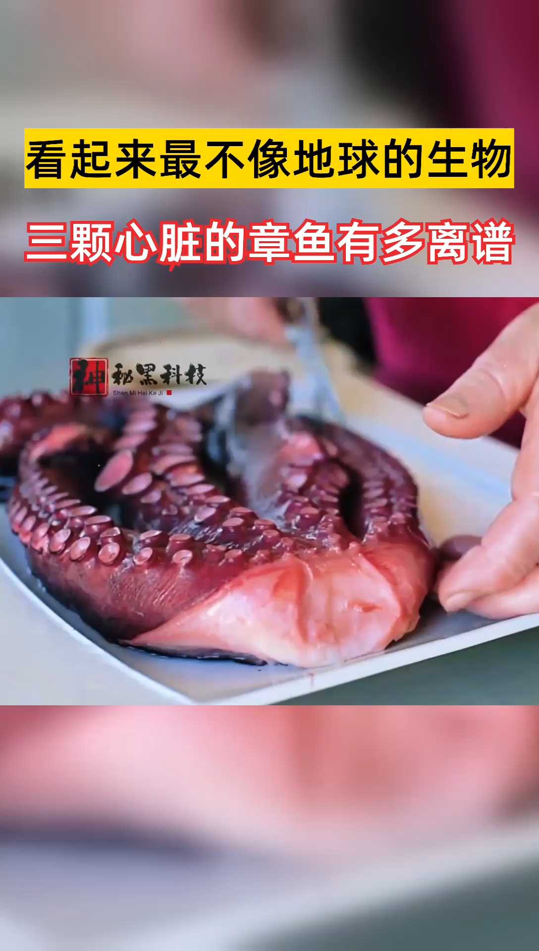 最不像地球的生物,三颗心脏的章鱼有多离谱