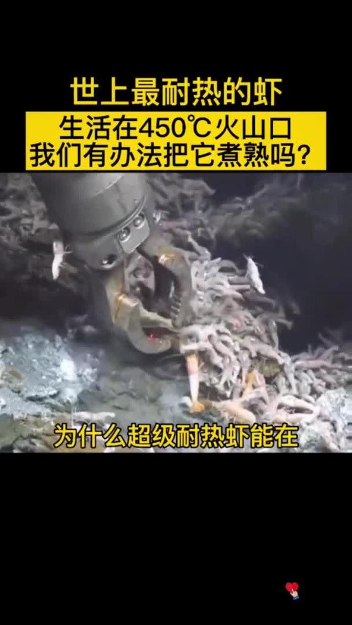 这是世上最耐热的虾,叫盲虾。生活在火山口的海里,就是不知道这味道怎么样?小伙