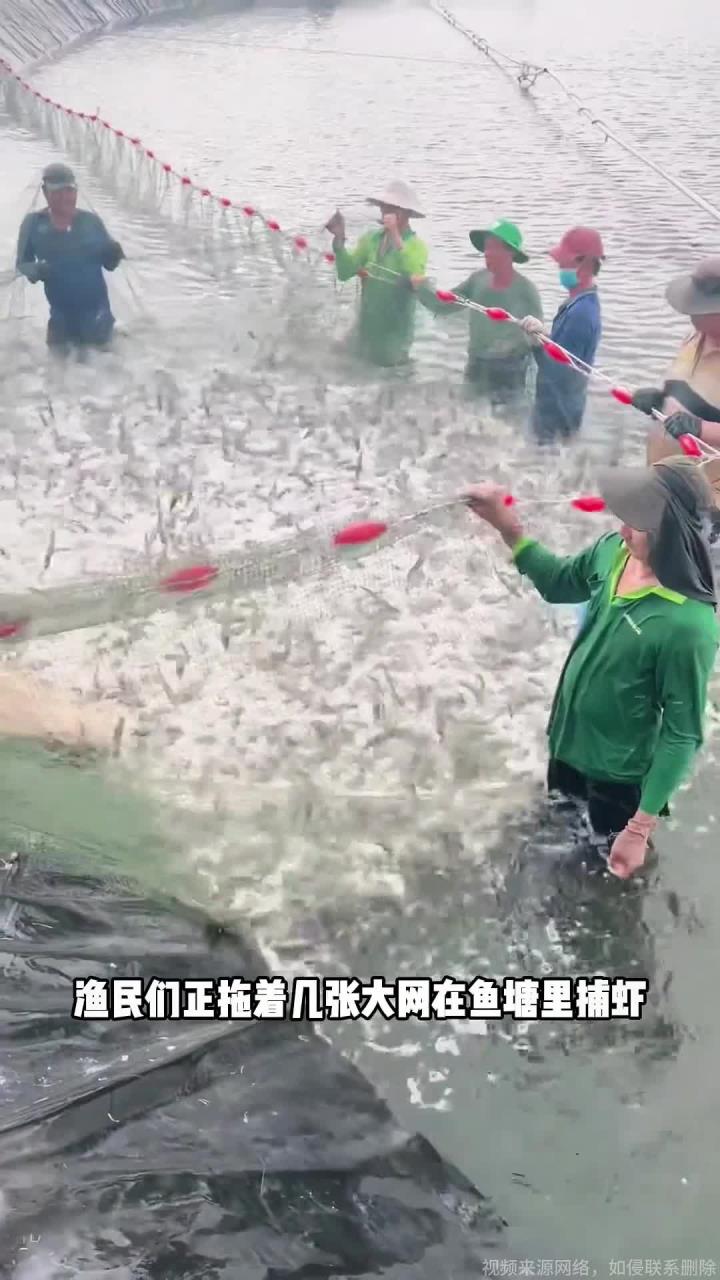 用脉冲电流捕虾能一网打尽