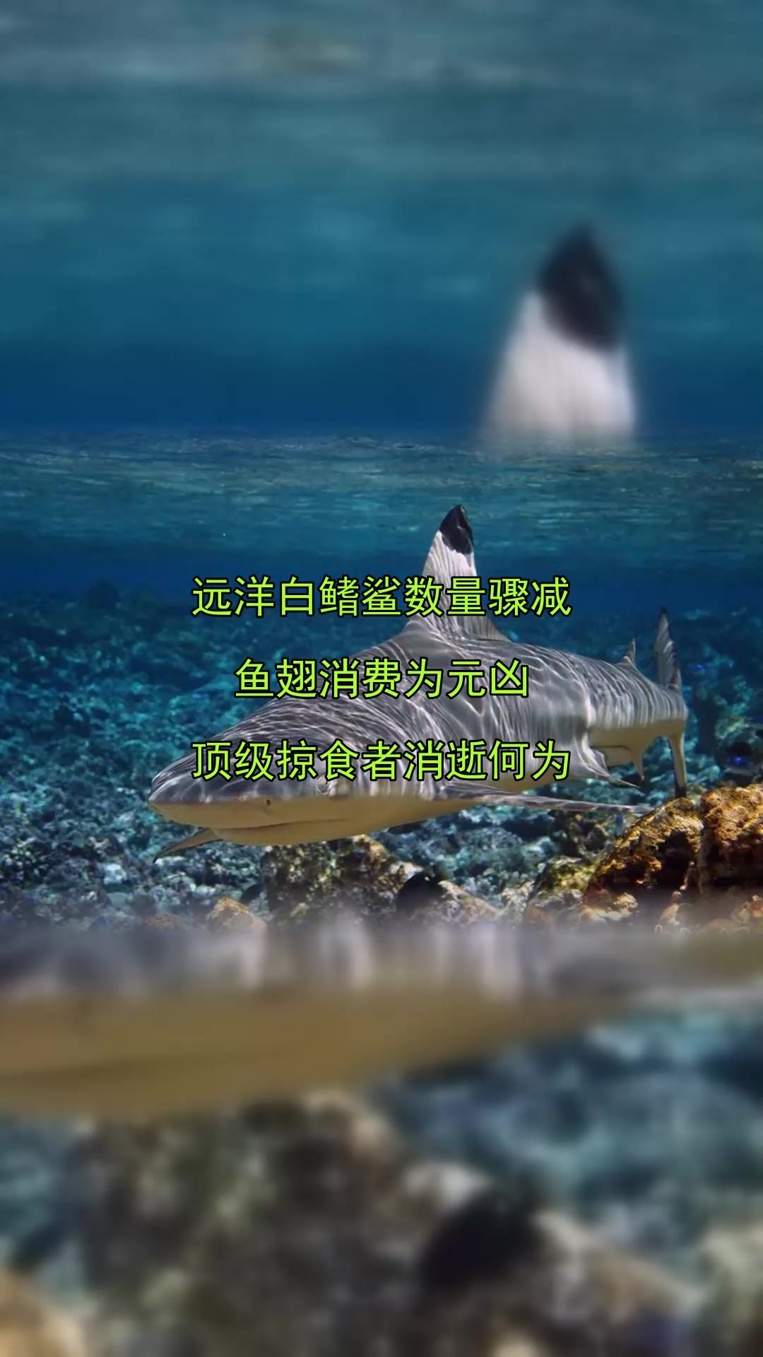 远洋白鳍鲨数量骤减，鱼翅消费为元凶，顶级掠食者消逝何为