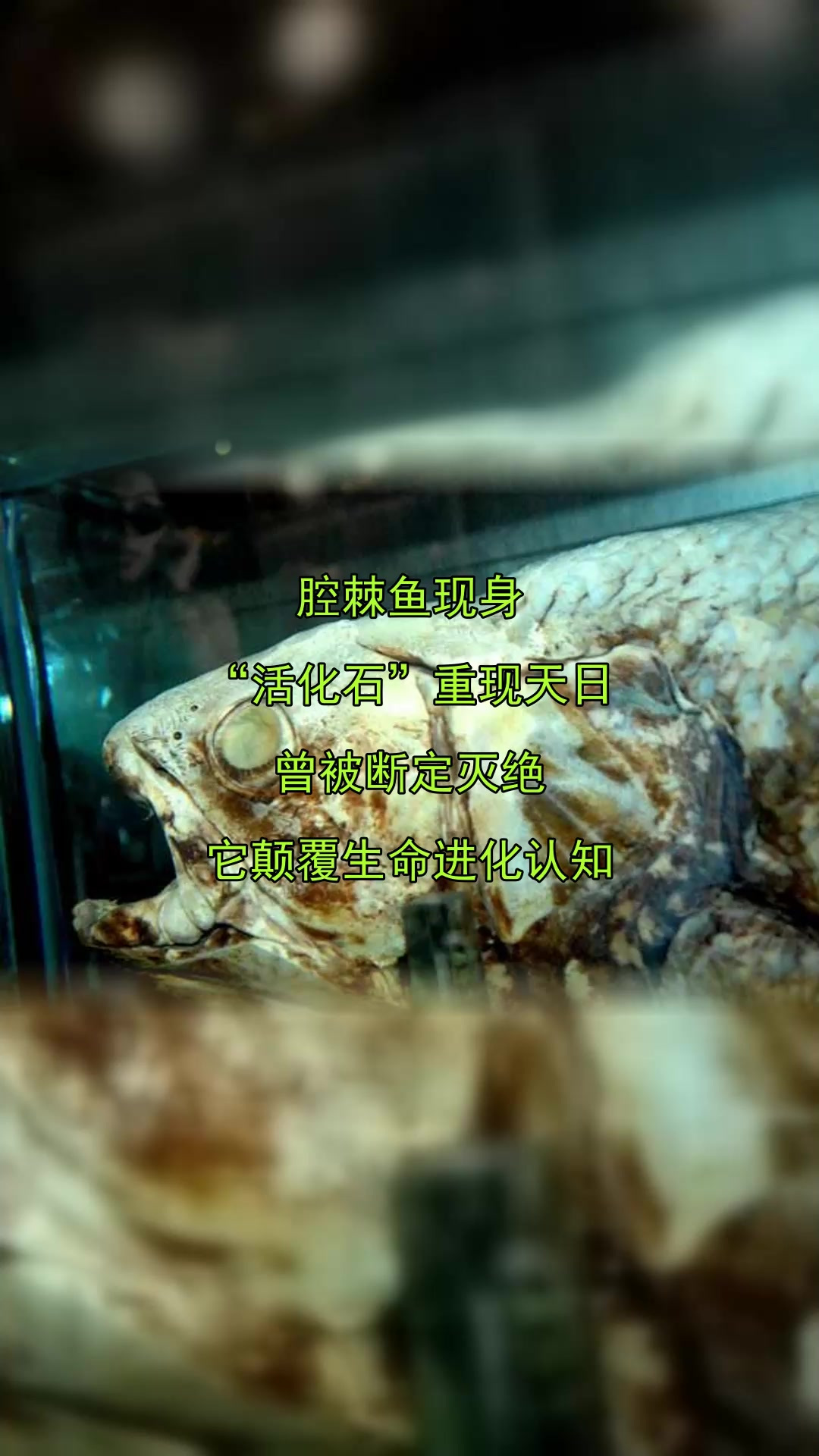 腔棘鱼现身,“活化石”重现天日,曾被断定灭绝,它颠覆生命进化