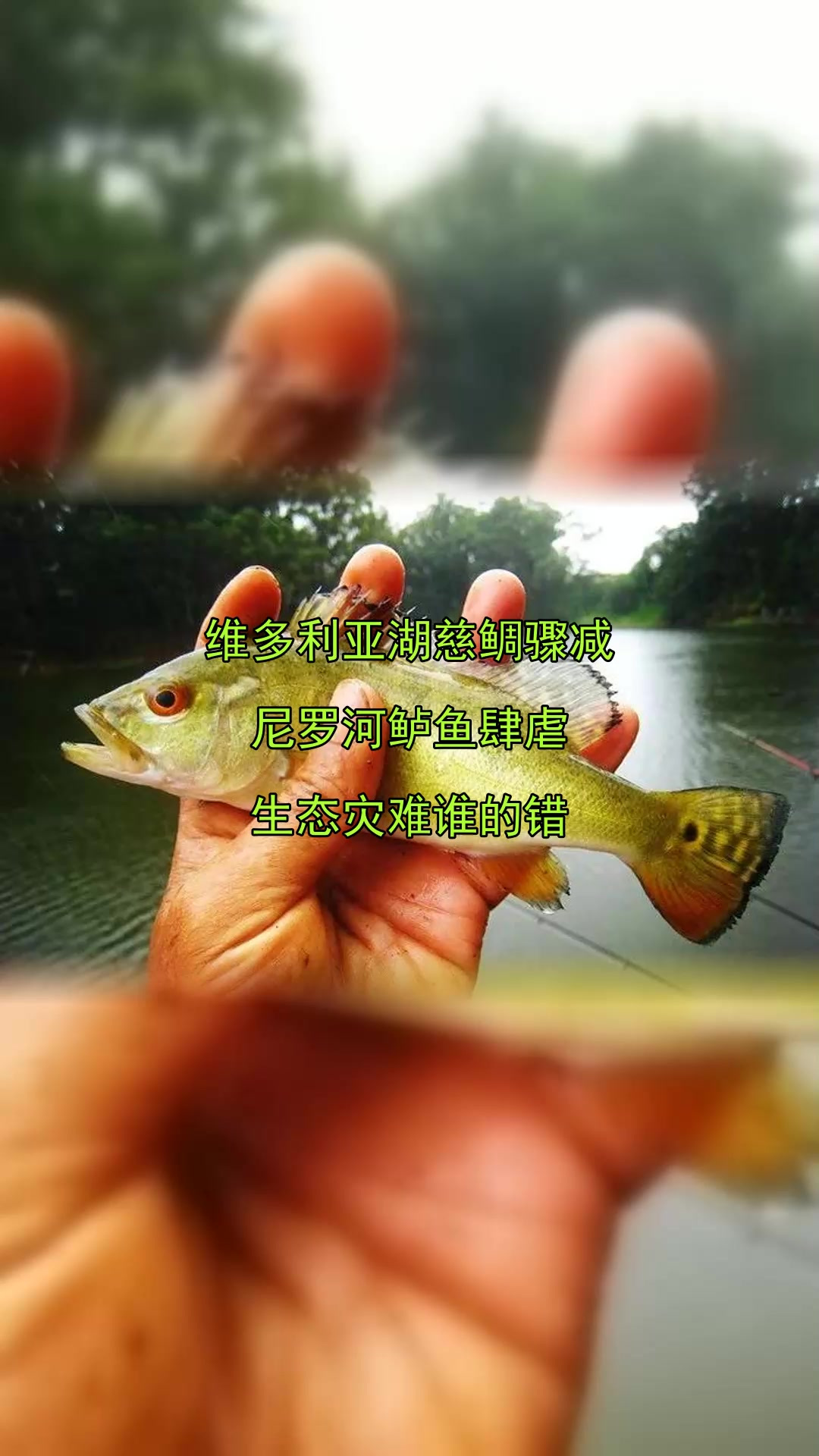 维多利亚湖慈鲷骤减,尼罗河鲈鱼肆虐,生态灾难谁的错