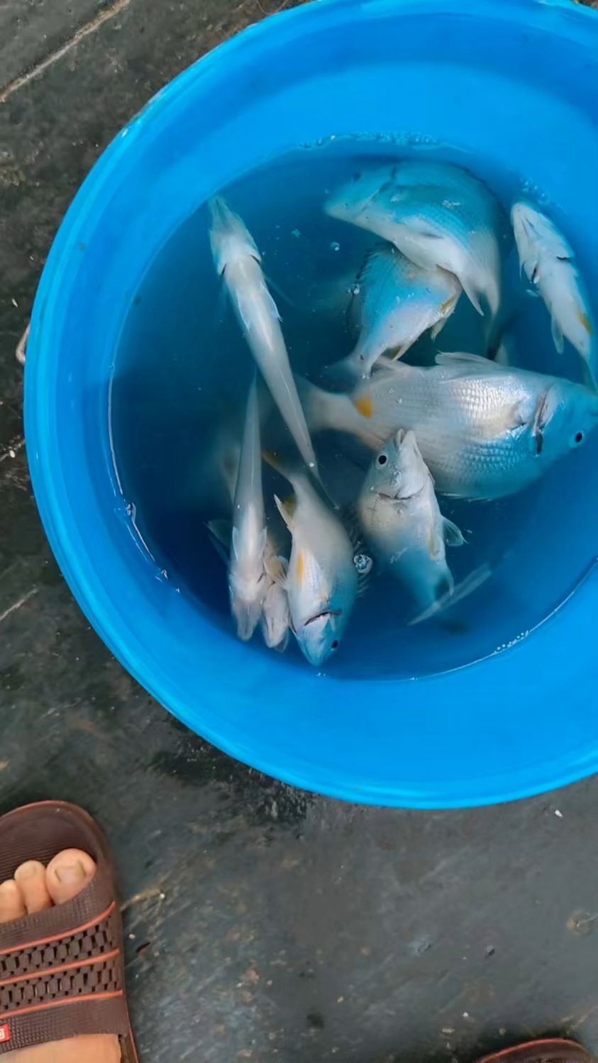 时间一个小时左右,鲷鱼为主,十月份十一月都是比较适合
