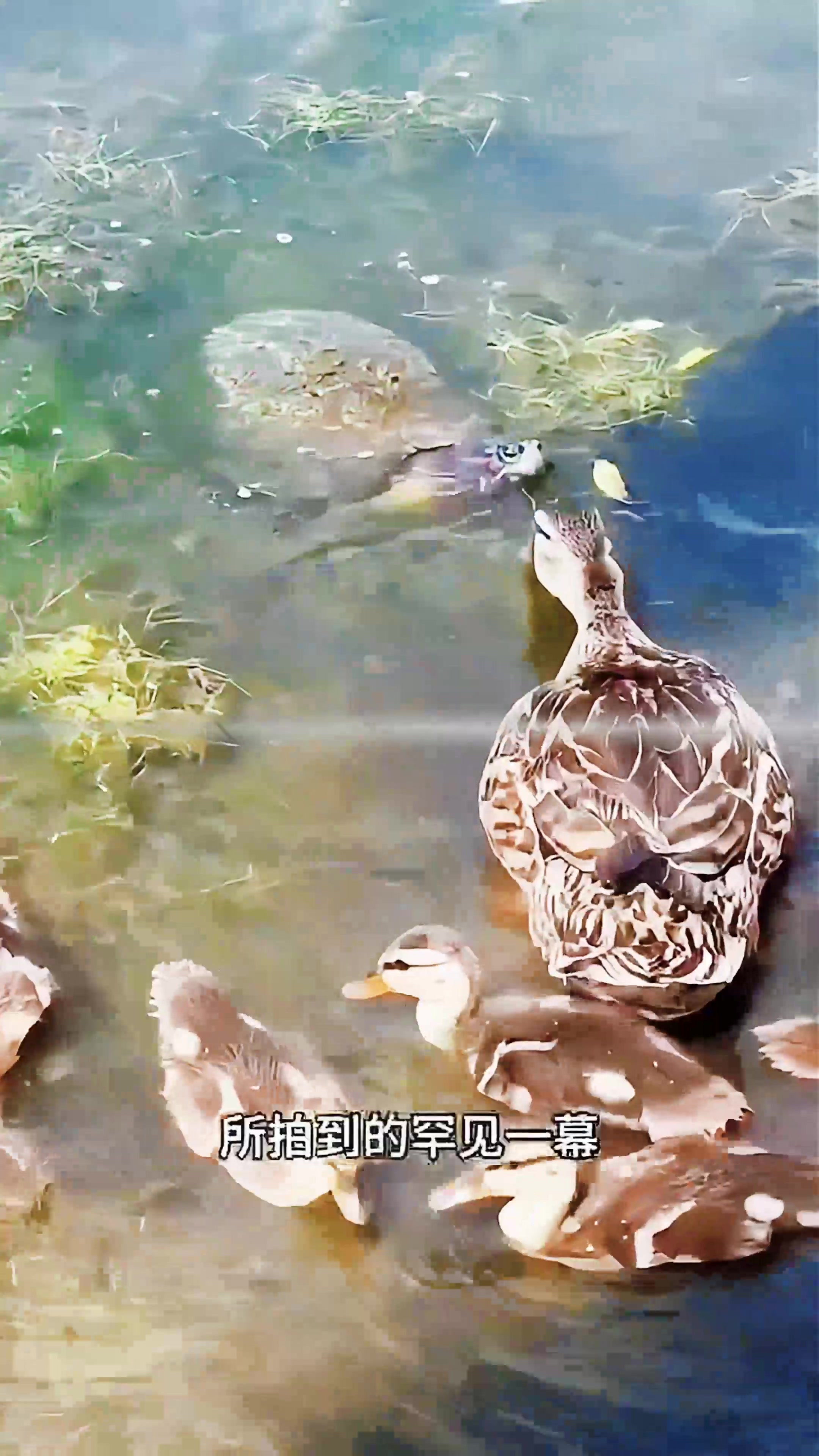 一只鸭妈妈正带领着小鸭子们在水中觅食,乌龟过来想要袭击小鸭子