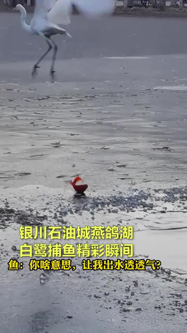白鹭捕鱼精彩瞬间,稳准狠轻松“拿捏”!~