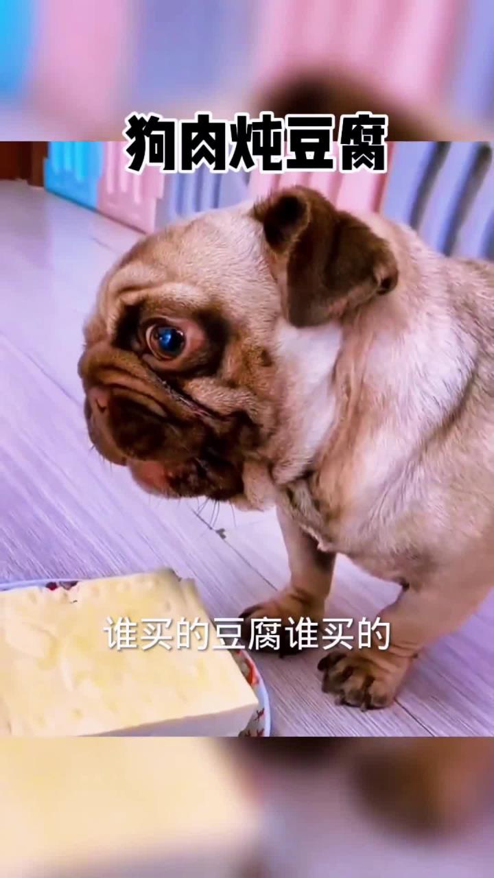 狗子:你买豆腐想干什么呢?是不是想炖狗肉?