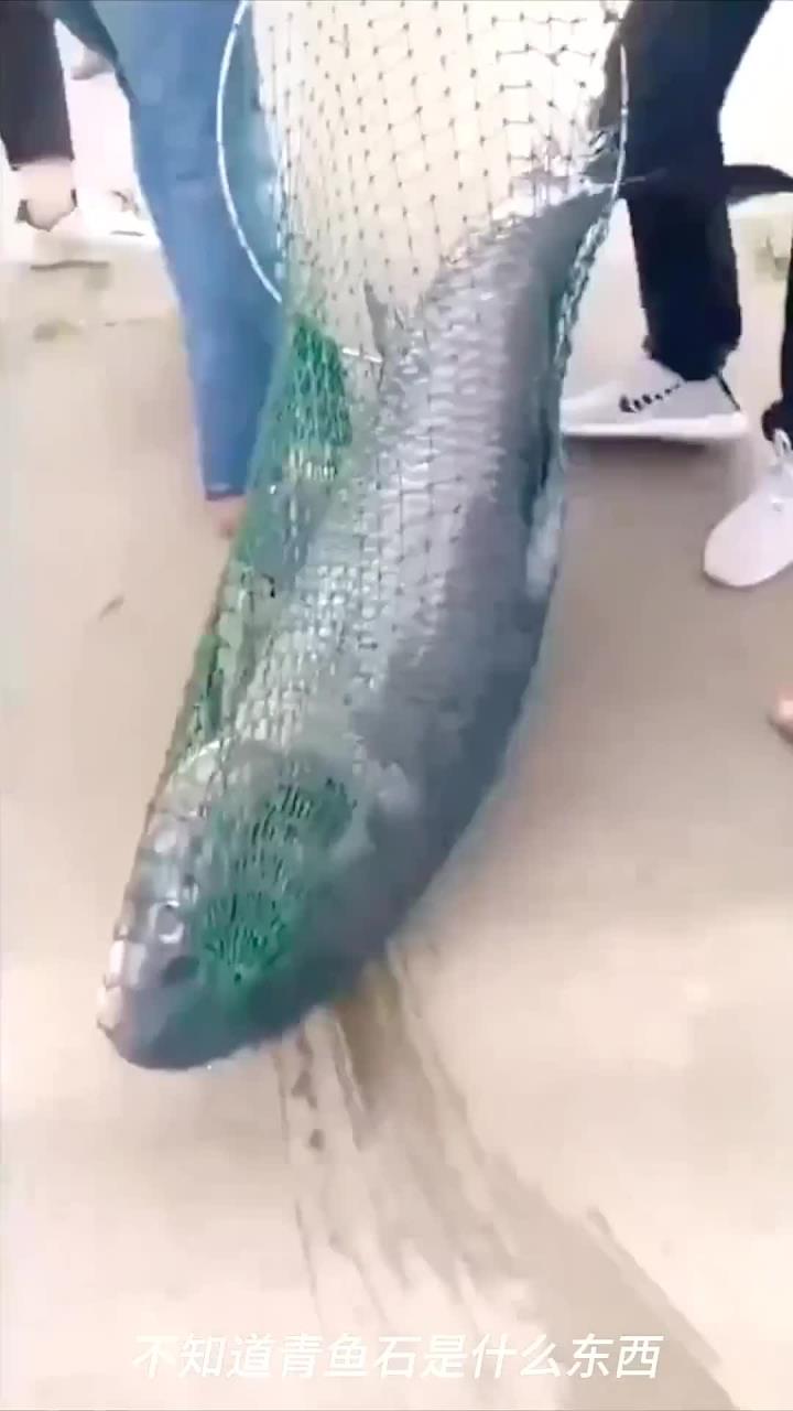 捕获大青鱼,只为了嘴里哪块青鱼石