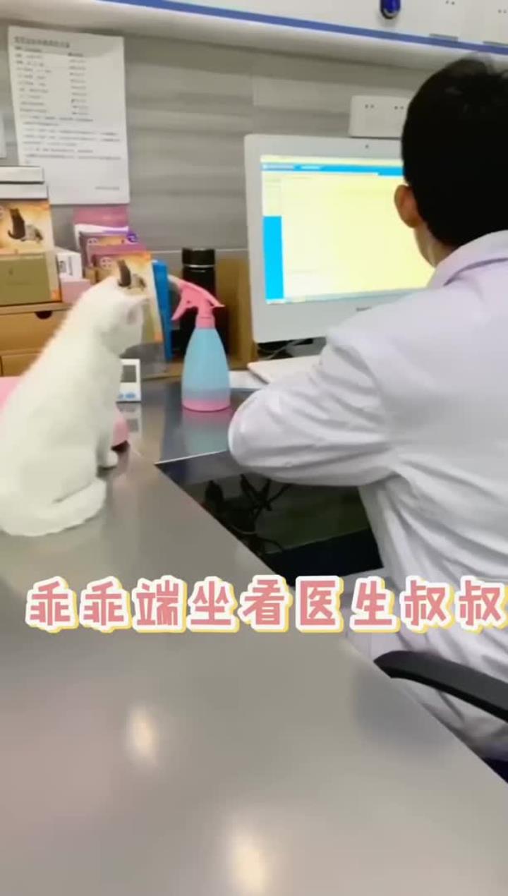 泡芙打疫苗也太乖了、果然是温柔的小奶猫妹妹