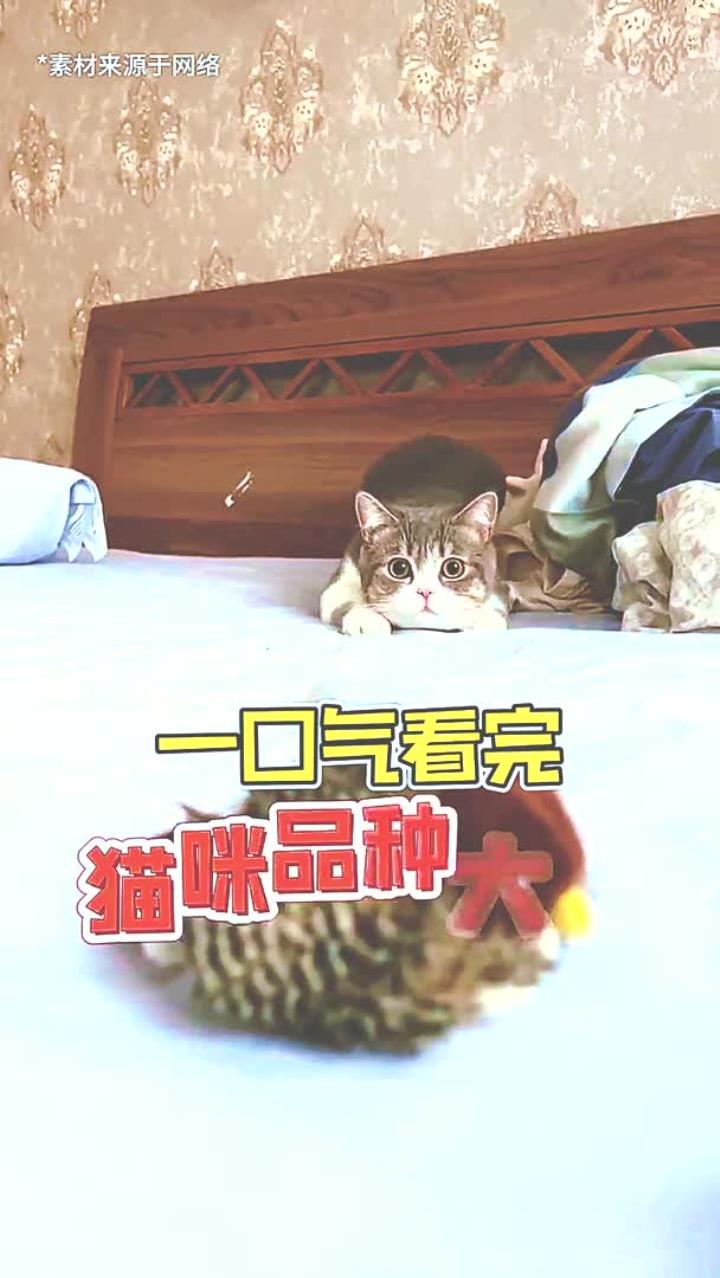 一口气认识猫咪品种大全