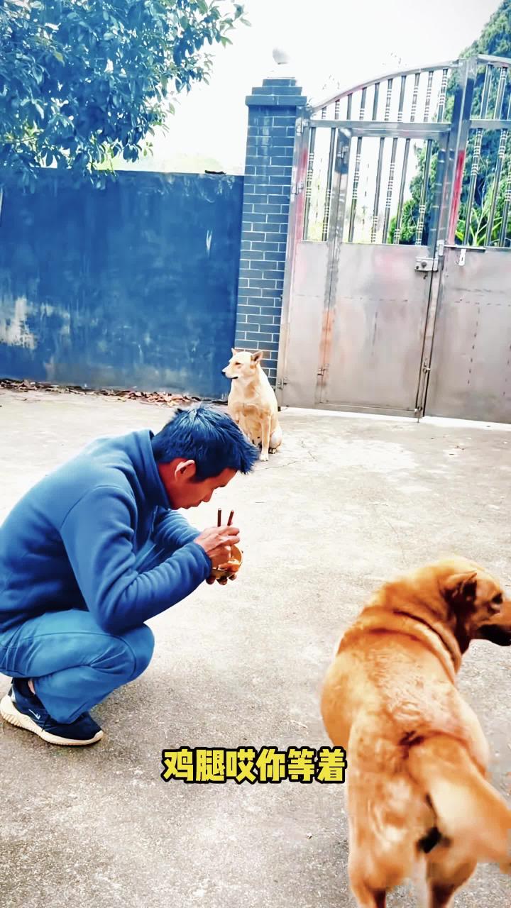 搞笑配音搞笑视频搞笑搞笑段子搞笑动物配音v4