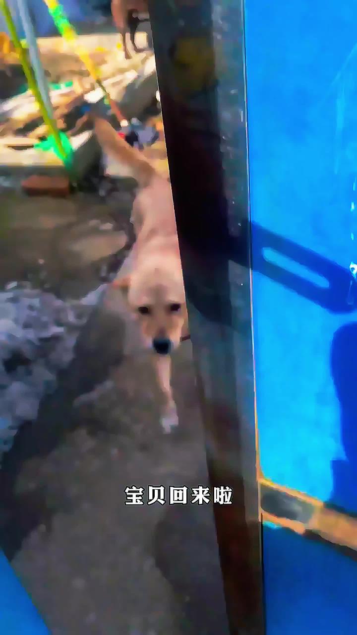 主人一到家,狗狗就开始变矫情!