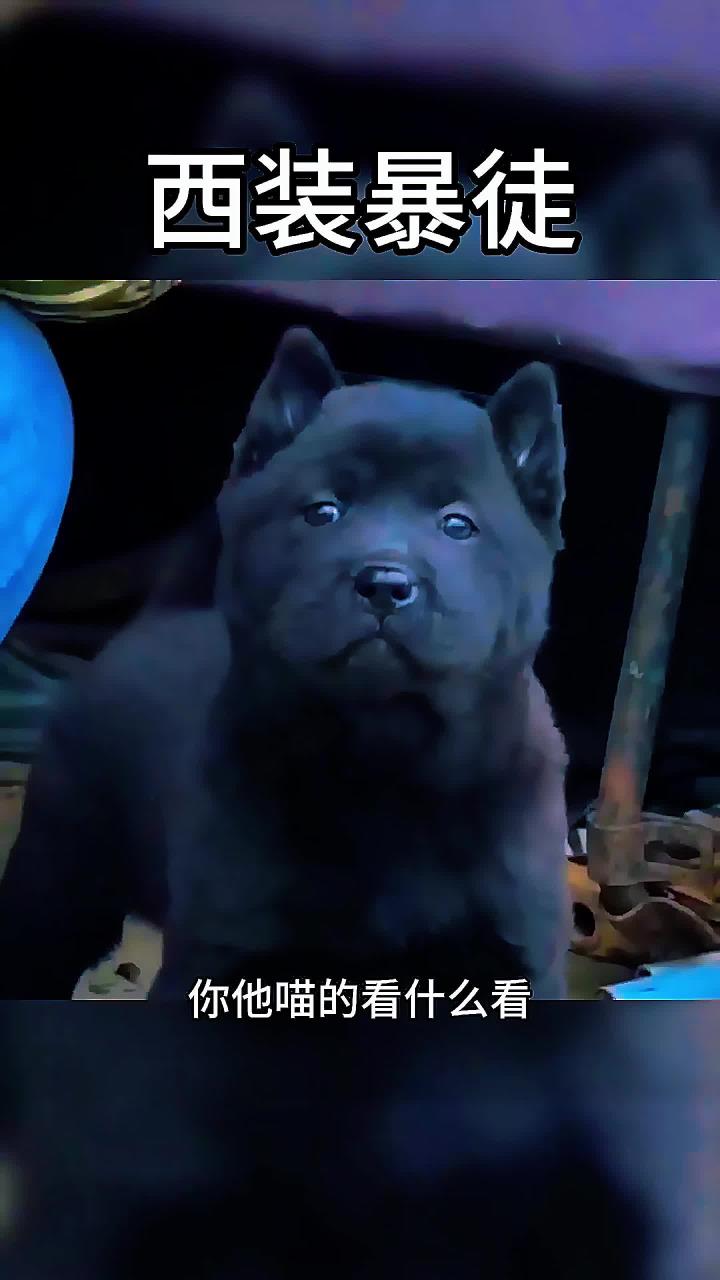 狗子气势汹汹,一身全黑西装,妥妥一西装暴徒!