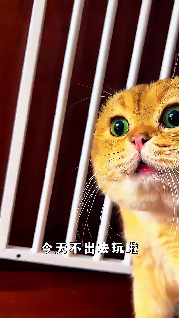从猫咪表情可以看出,此时它很不开心!