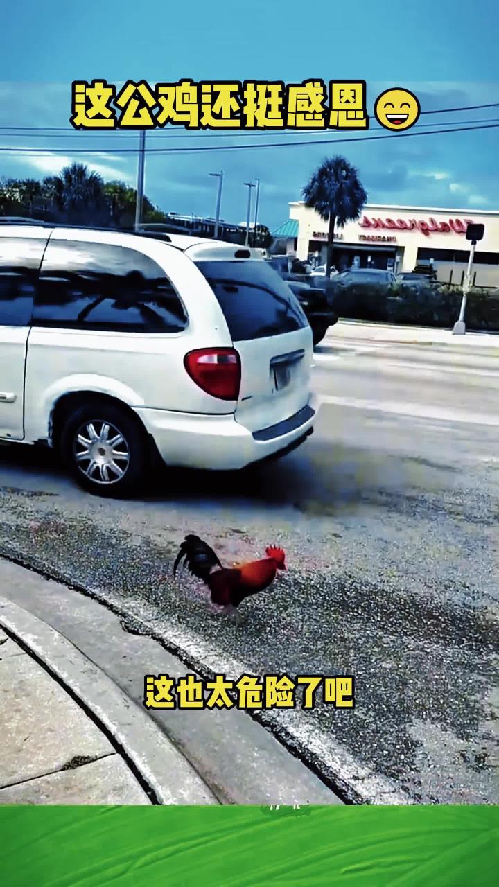 搞笑配音搞笑视频搞笑动物配音zh