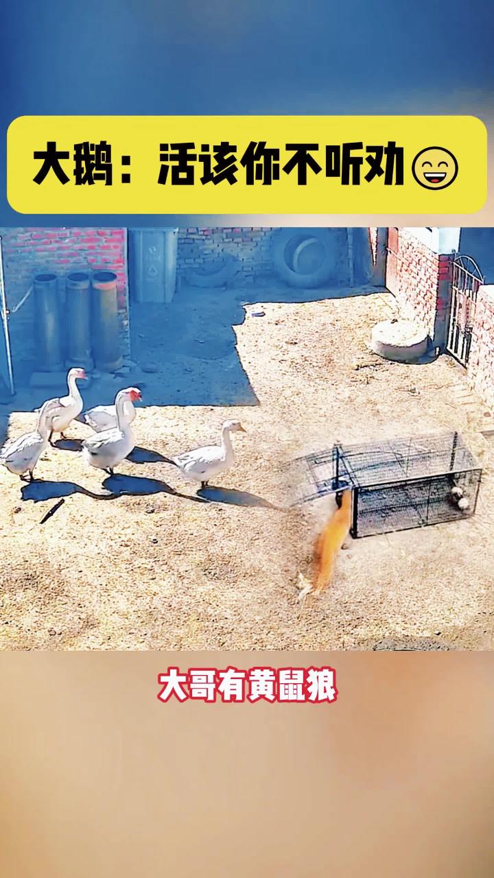 搞笑配音搞笑视频搞笑搞笑段子搞笑动物配ry