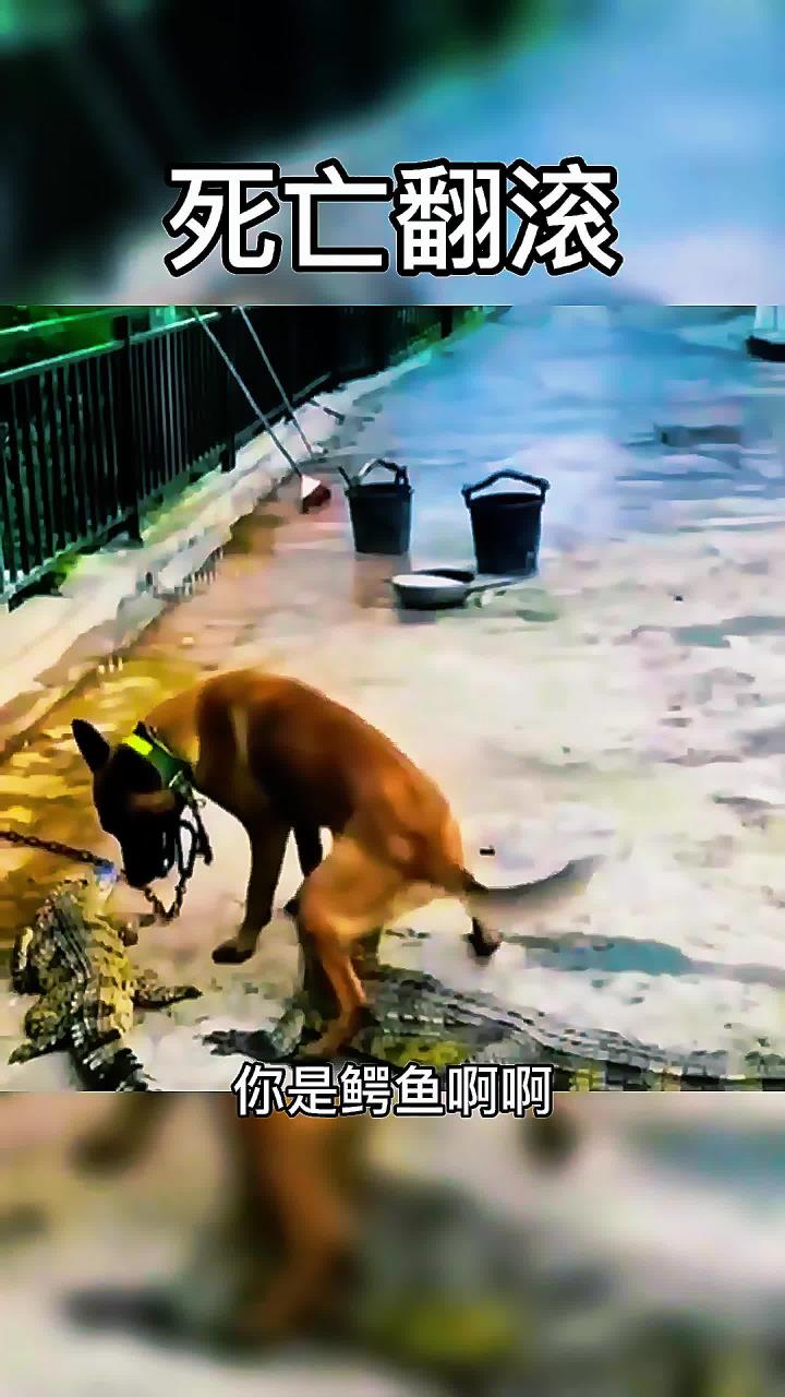 看得出来,狗子是鳄鱼的小迷弟,死亡翻滚都学会了!