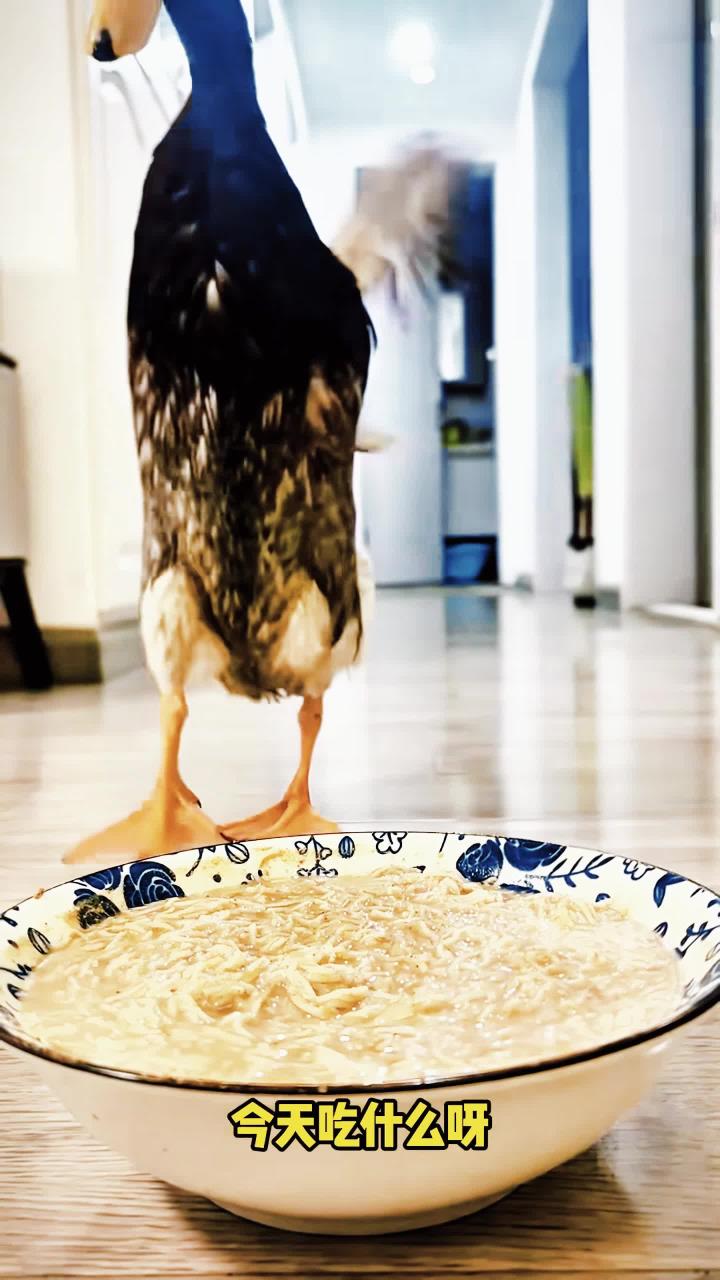 搞笑配音搞笑视频搞笑动物配音9r