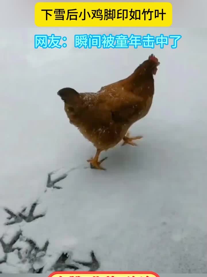 小学语文课本里都是真的,下雪后的小鸡确实能画竹叶