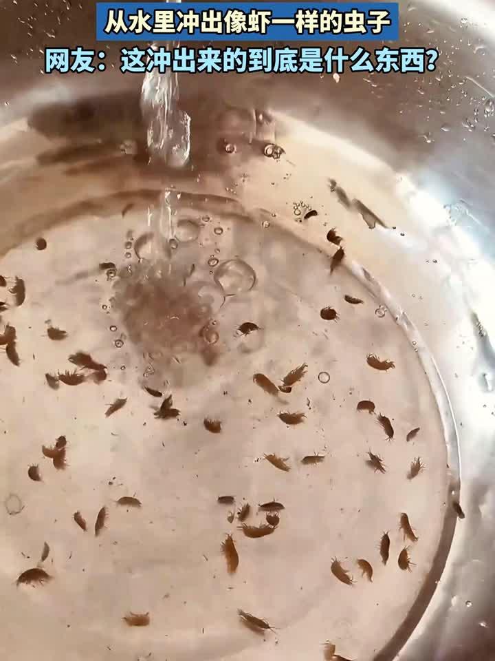 男子接自来水的时候，从水里冲出像虾一样的虫子