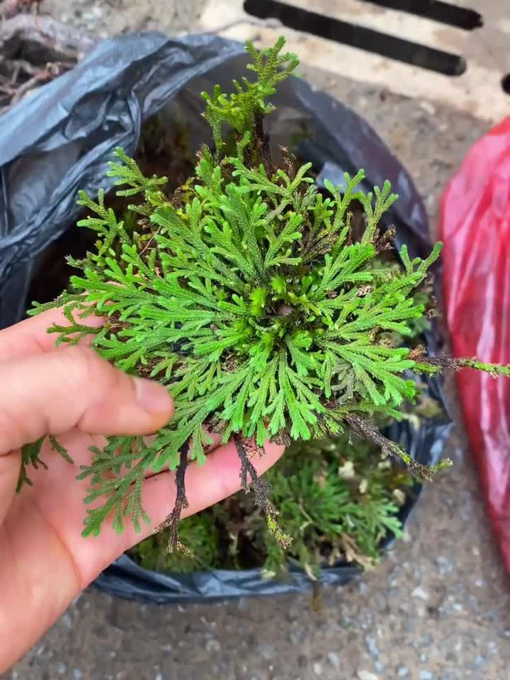 随机认识58种中药材