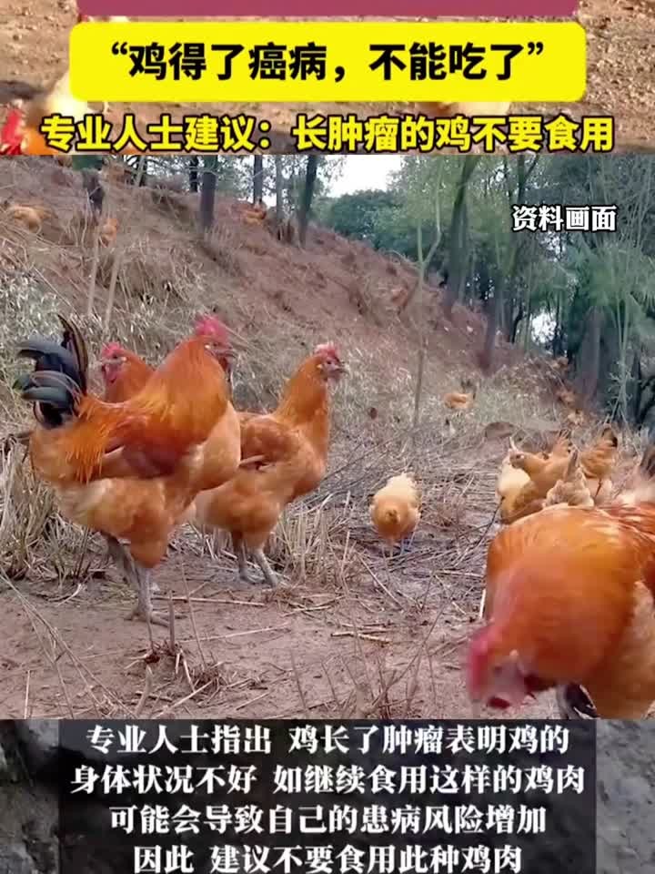 奶奶杀鸡发现体内有肿瘤,专业人士建议:长肿瘤的鸡不要食用