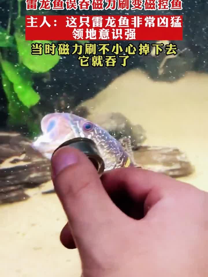雷龙鱼误吞磁力刷变磁控鱼,主人:这只雷龙鱼非常凶猛领地意识强