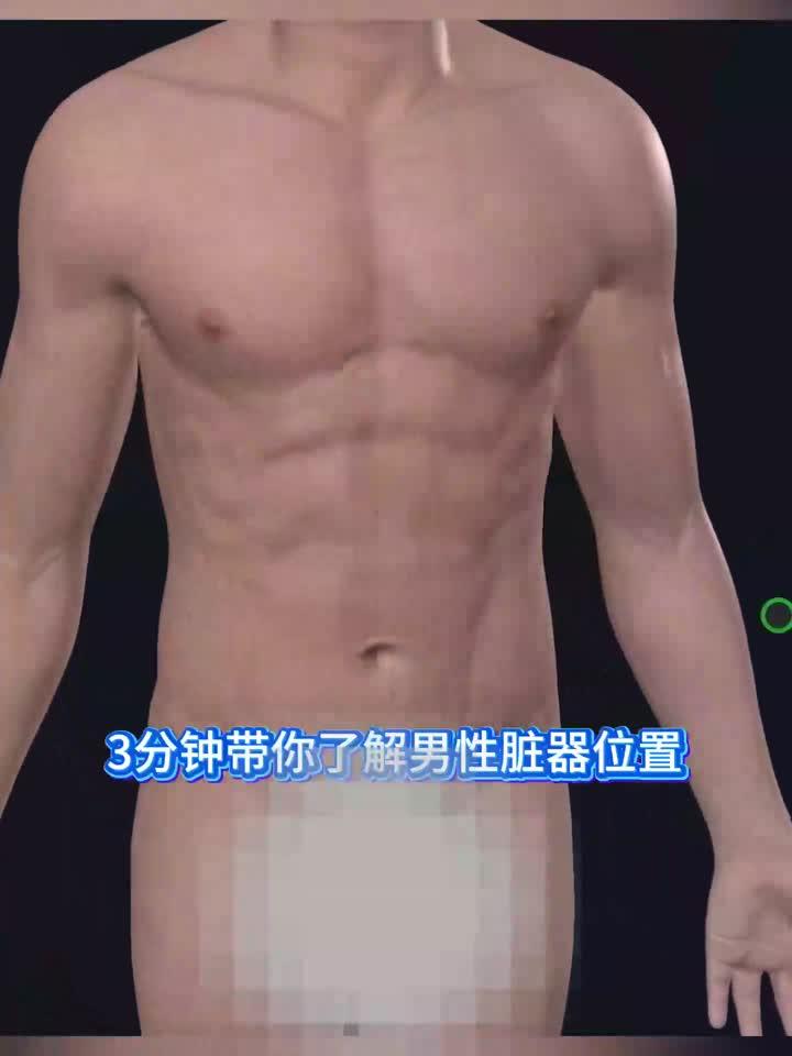 男性脏器位置详解：解剖学视角