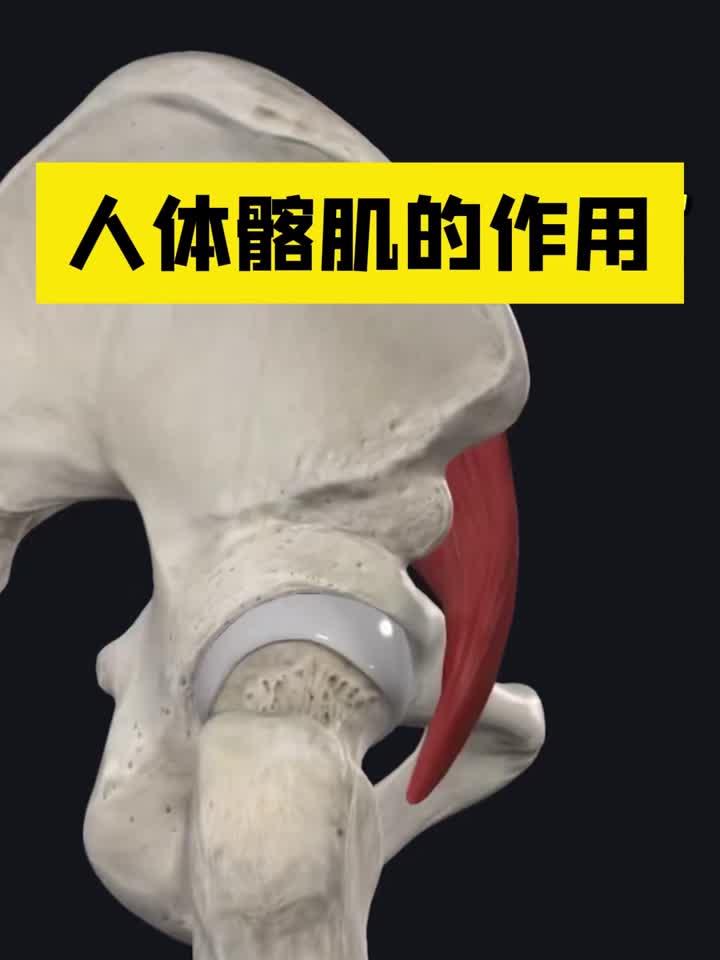 髂肌：驱动骨盆与髋部活动的关键肌肉