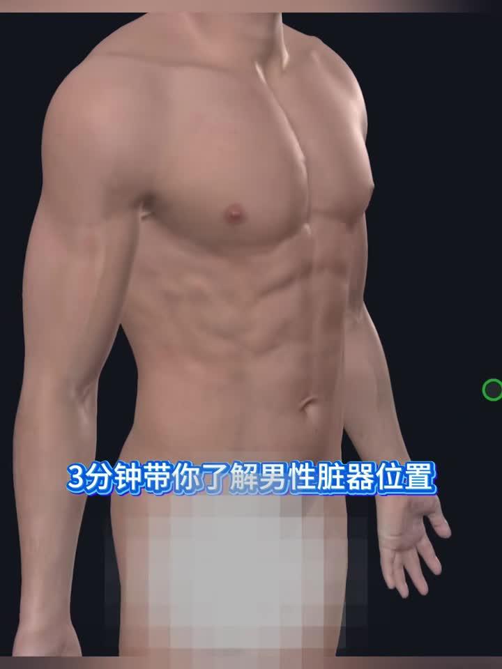 人体解剖探秘：男性内脏分布全解