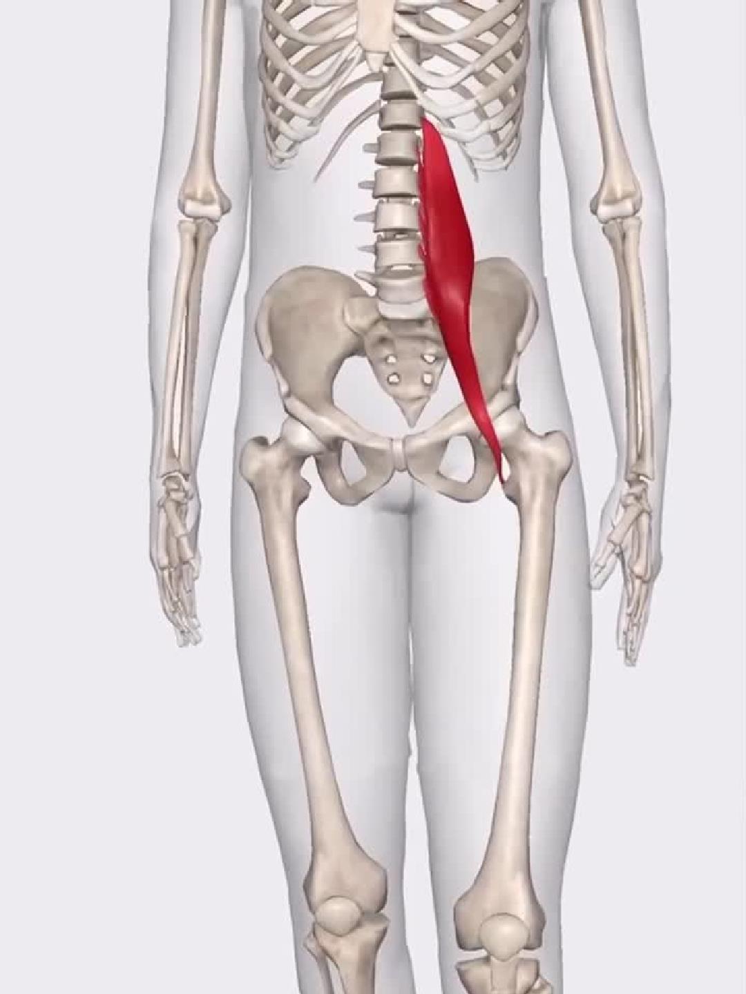 腰大肌结构解析：视频详解人体腰部核心肌肉