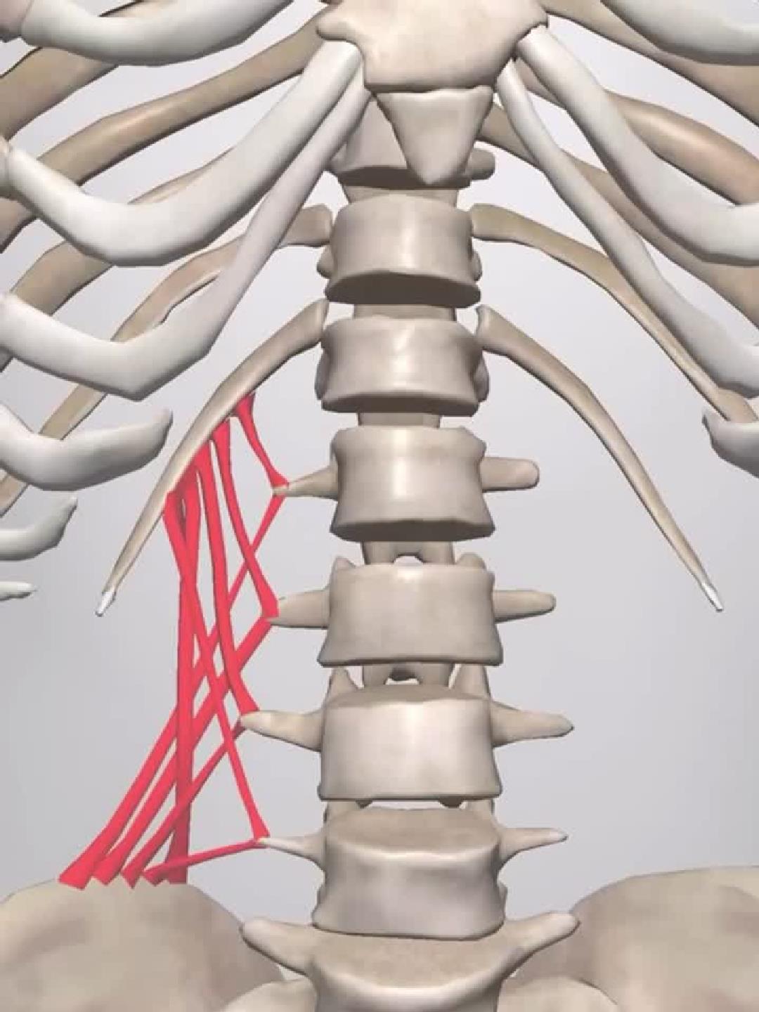 腰方肌解剖：精准掌握腰部稳定关键肌群