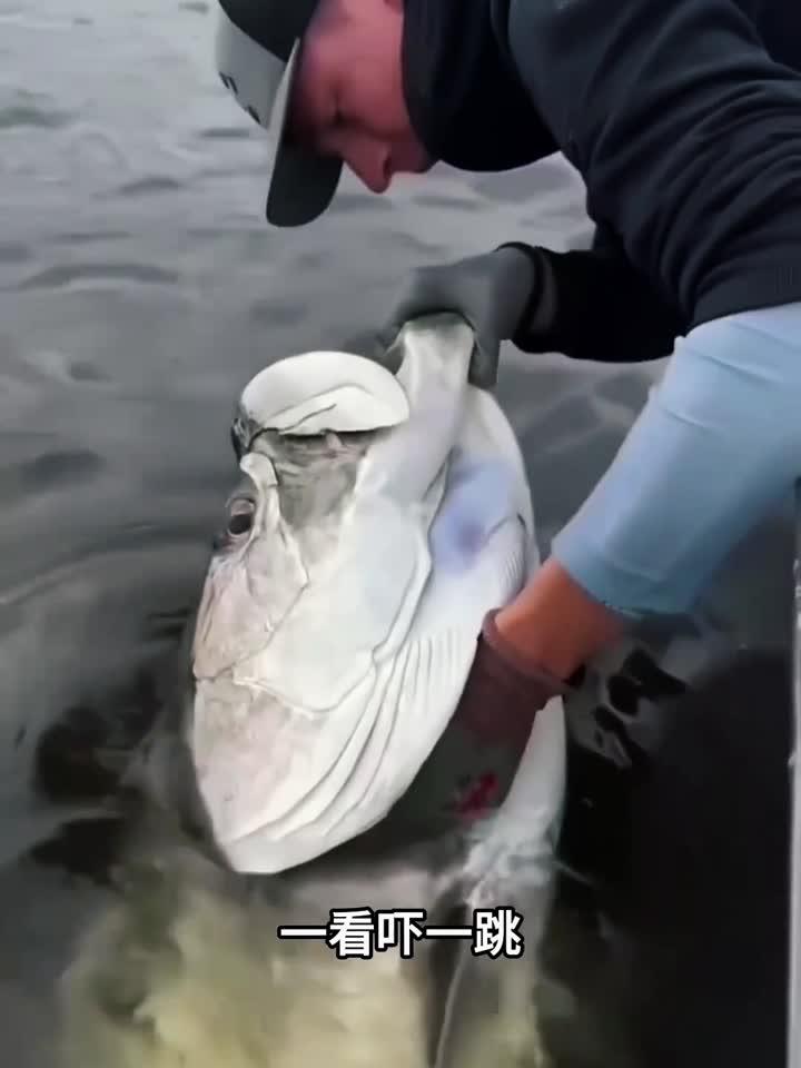 鱼内的宝石,真是长见识了