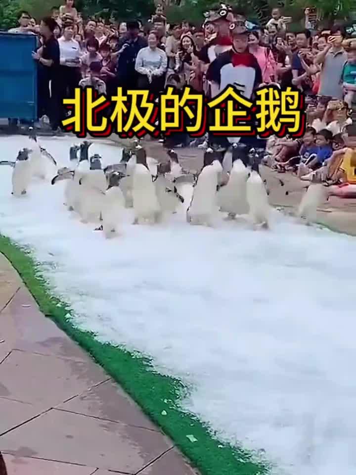 北极的企鹅,太可爱了