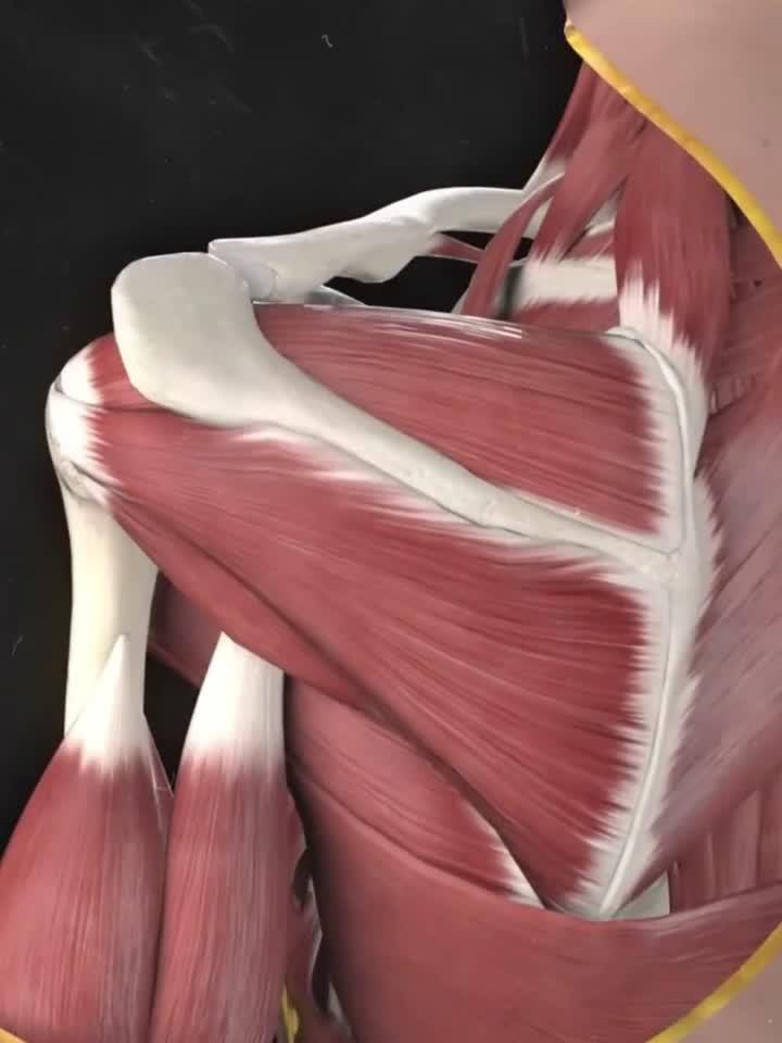 人体肩部肌肉构造(3D动画演示)