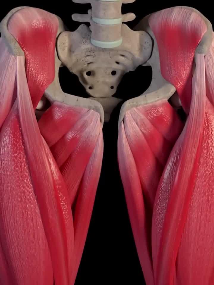 人体肌肉生长的原理