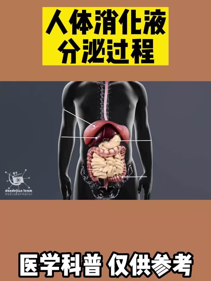 从口腔到肠道:探索人体消化系统九大器官的精密协作与功能奥秘