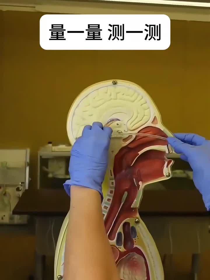 医学生开展猪心脏解剖操作训练视频