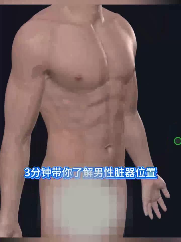 人体解剖-男性脏器位置