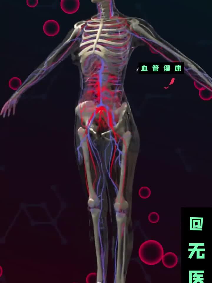 人体动静脉血管分布