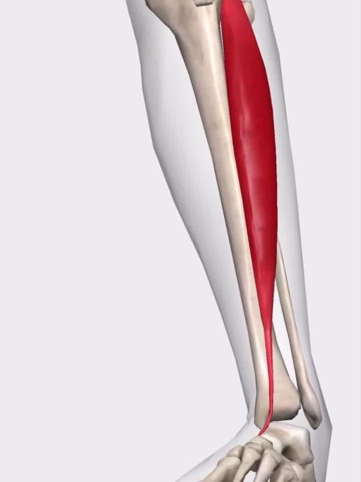 人体肌肉解剖-胫骨前肌