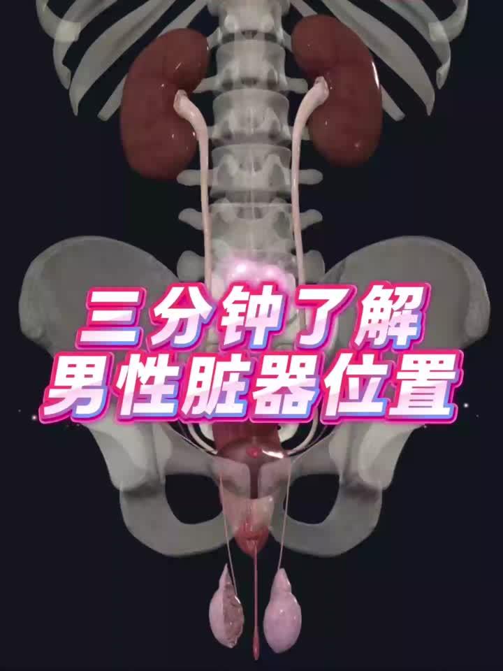 男性脏器解剖位置全解析.mp4