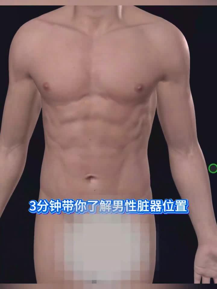 男性身体内部结构揭秘：器官位置全解析