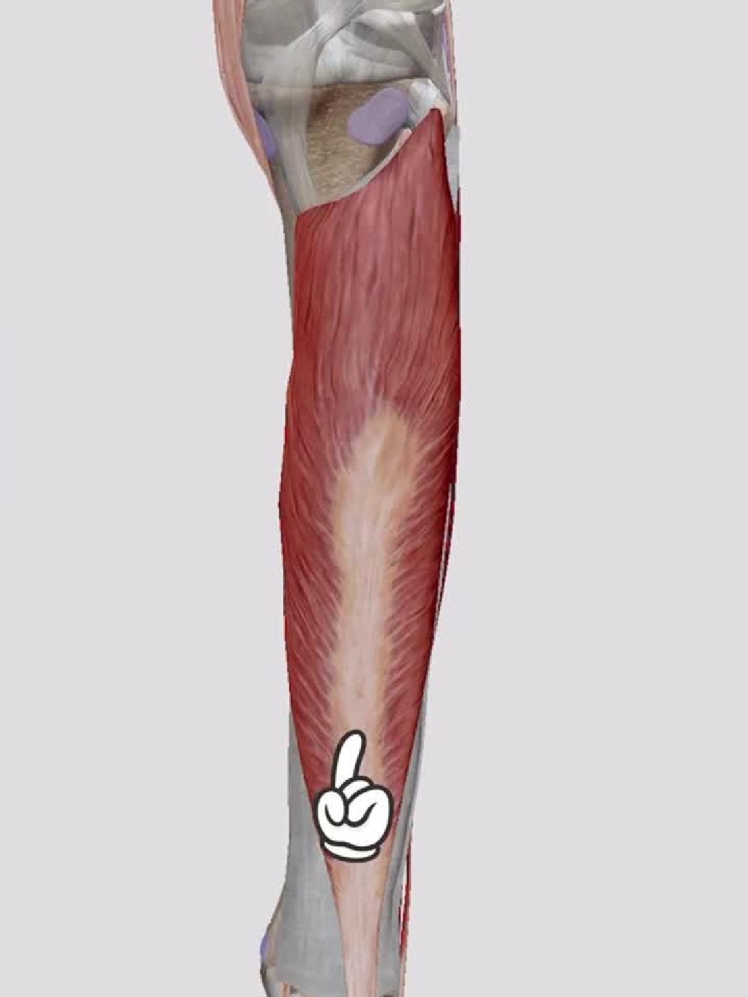 如何激活小腿“隐形马达”？比目鱼肌锻炼全解析！