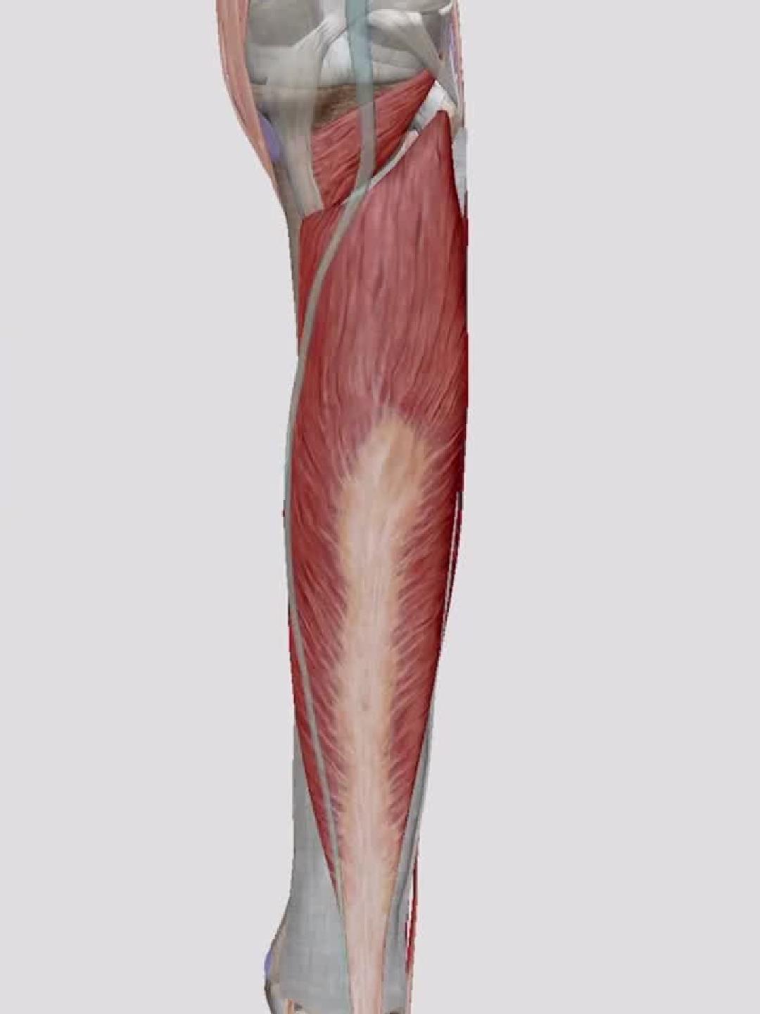 解锁小腿线条秘密：比目鱼肌全解析！